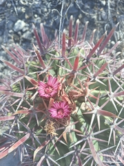 Ferocactus recurvus
