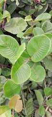 Davilla