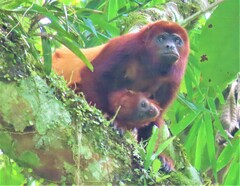 Alouatta seniculus