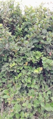 Davilla