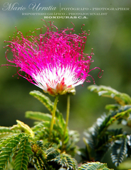 Calliandra surinamensis