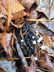 Strobilurus conigenoides