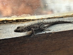 Lygodactylus stevensoni