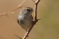 Cisticola subruficapilla
