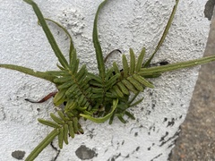 Pteris vittata
