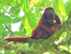 Alouatta seniculus