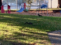 Sciurus carolinensis