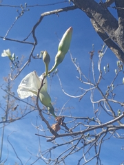 Ipomoea pauciflora