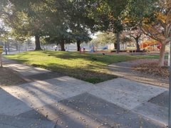 Sciurus carolinensis