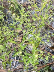 Trichostema setaceum