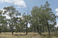 Eucalyptus populnea