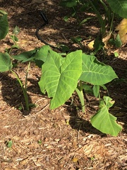 Xanthosoma sagittifolium