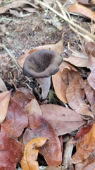 Craterellus fallax image