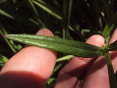 Glandularia sessilis
