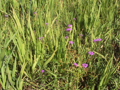 Glandularia sessilis