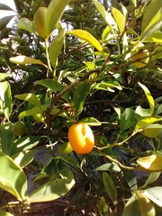 Citrus japonica