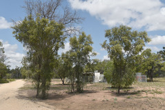 Flindersia dissosperma