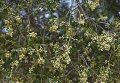 Flindersia dissosperma