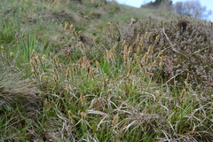 Carex caryophyllea