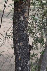 Flindersia dissosperma