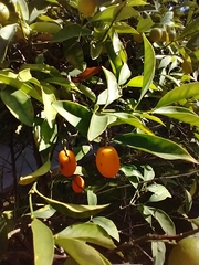 Citrus japonica