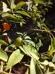 Citrus japonica