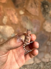 Chondrodactylus turneri