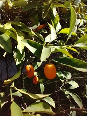 Citrus japonica