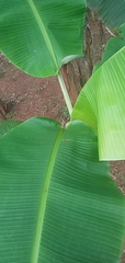 Musa