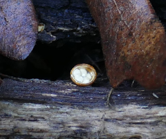 Crucibulum cyathiforme