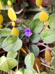 Streptocarpus ionanthus