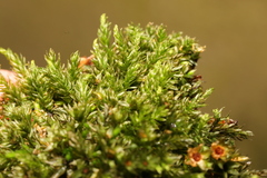 Mnium hornum