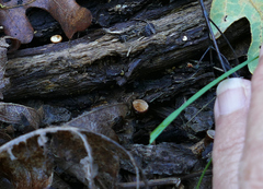 Crucibulum cyathiforme