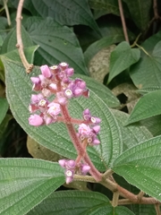 Miconia xalapensis