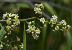 Geijera parviflora