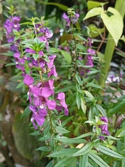 Angelonia