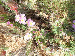 Frankenia repens