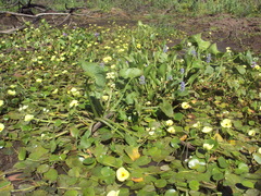 Hydrocleys nymphoides