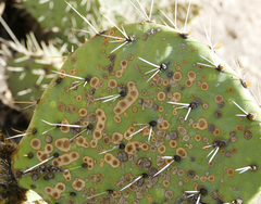 Phyllosticta concava