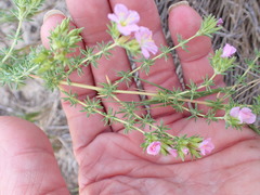 Frankenia repens