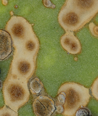 Phyllosticta concava