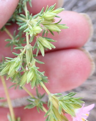 Frankenia repens