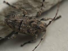 Leptostylopsis terraecolor