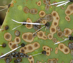 Phyllosticta concava