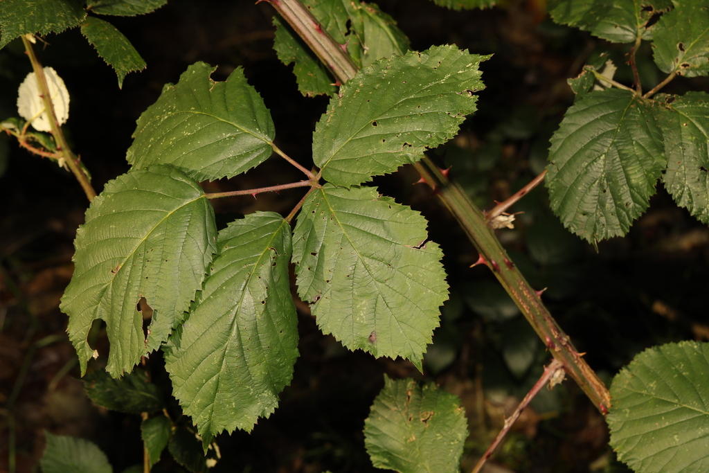 Armenian Blackberry From Calderstones Park Calderstones Road