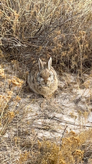 Sylvilagus nuttallii