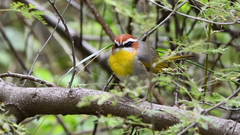 Basileuterus rufifrons