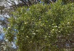 Eremophila mitchellii