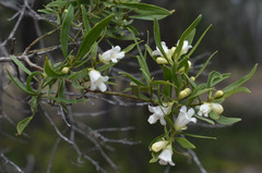Eremophila mitchellii