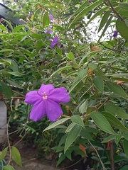 Pleroma semidecandrum